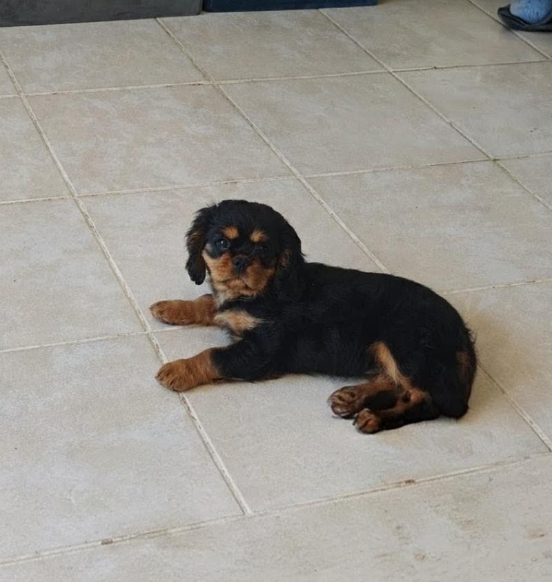 Biscotte Femelle Cavalier king charles