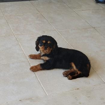 chien Cavalier king charles Noir et feu BISCOTTE Élevage Des Pommes d'Amour