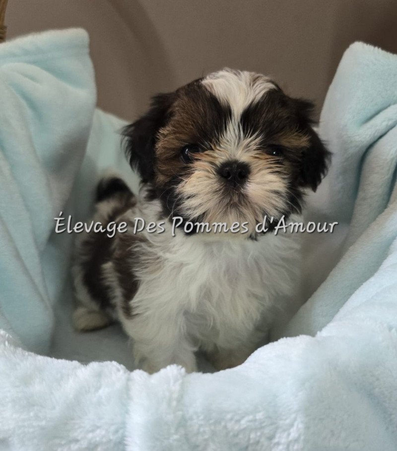 ANOUK Femelle Shih tzu