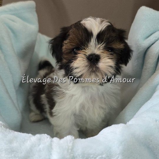 ANOUK Femelle Shih tzu