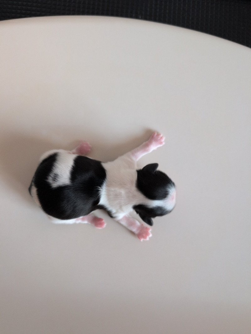 Azure Femelle Shih tzu