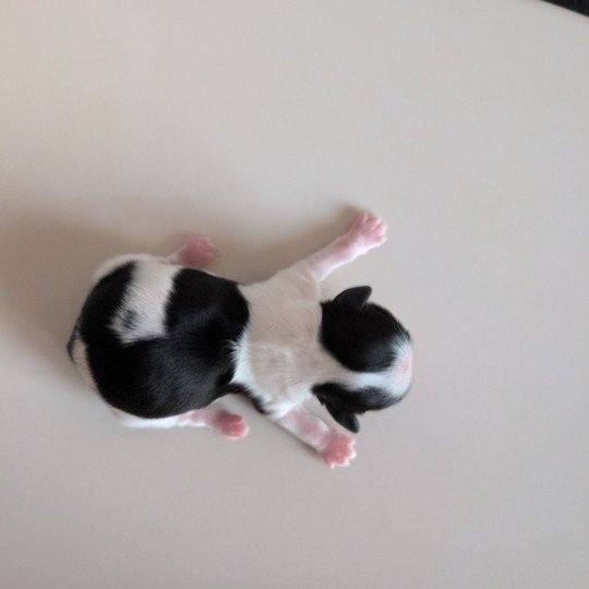 Azure Femelle Shih tzu