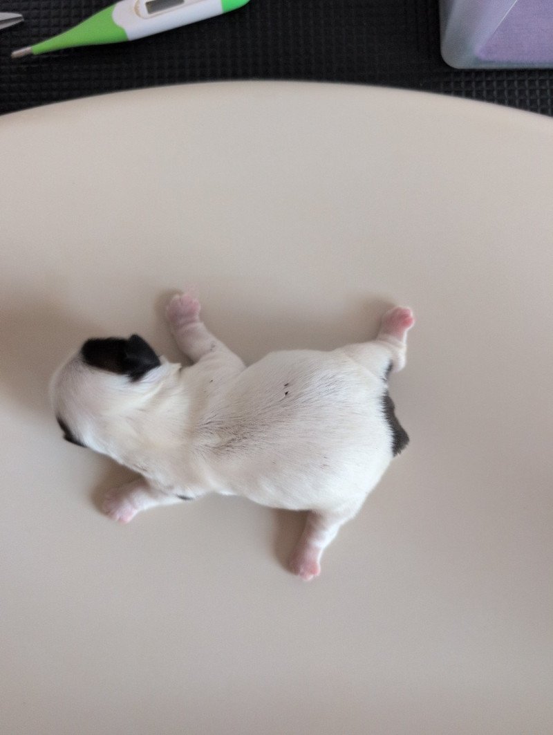 Appy Femelle Shih tzu