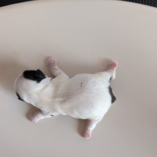 Appy Femelle Shih tzu