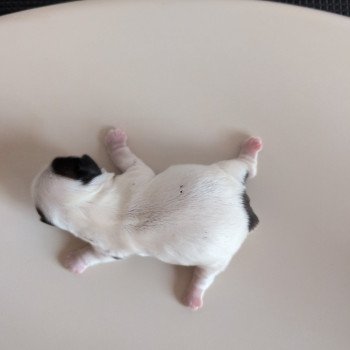 chiot Shih tzu Fauve et blanc 250916-F1 Élevage Des Pommes d'Amour