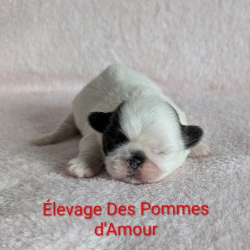 chiot Shih tzu Fauve et blanc 250916-F1 Élevage Des Pommes d'Amour