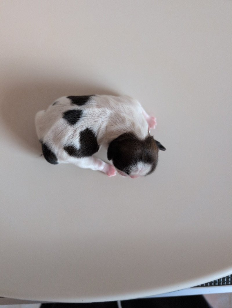 Alma Femelle Shih tzu