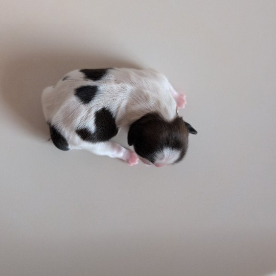 Alma Femelle Shih tzu