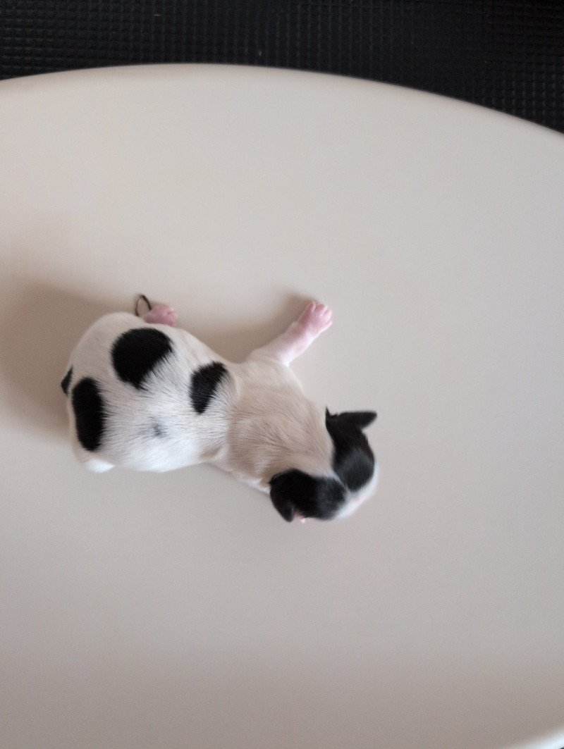 Lilie Femelle Shih tzu