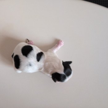 chiot Shih tzu Noir et blanc 250917-F2 Élevage Des Pommes d'Amour