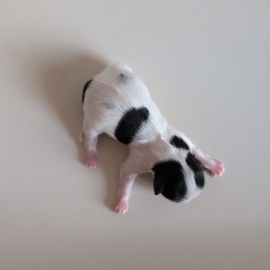 Abby Femelle Shih tzu