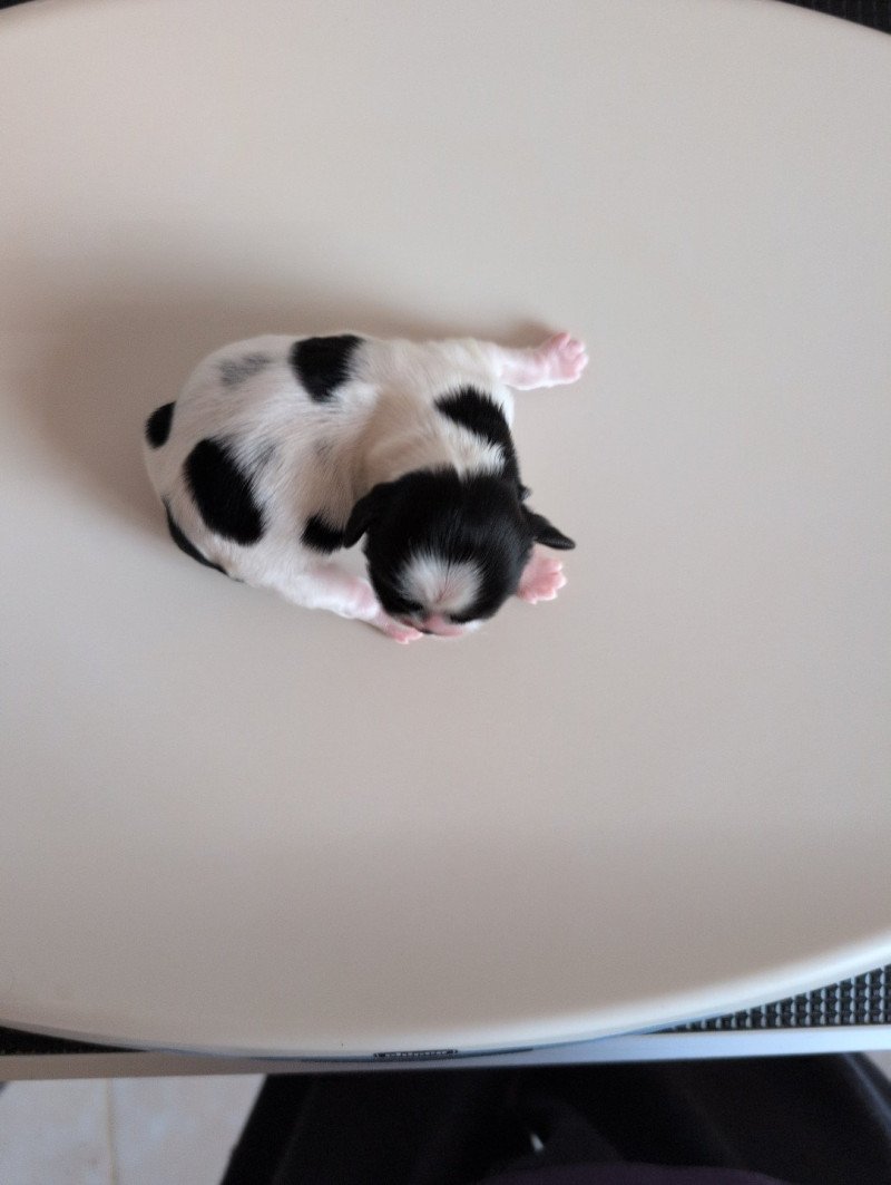 Aïko Mâle Shih tzu