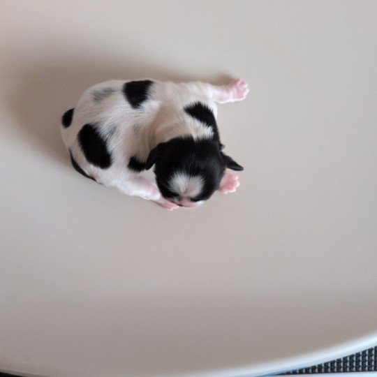 Aïko Mâle Shih tzu