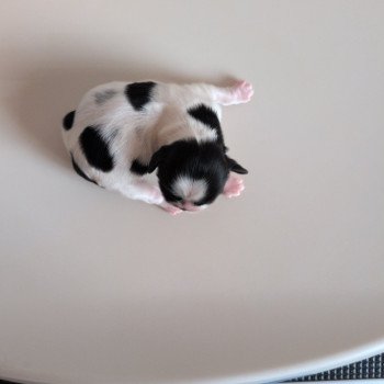 chiot Shih tzu Noir et blanc 250917-M1 Élevage Des Pommes d'Amour