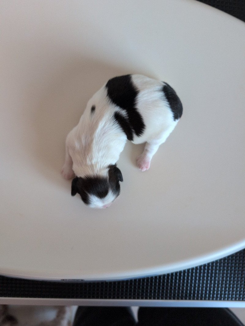 251223-F1 Femelle Shih tzu