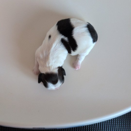 251223-F1 Femelle Shih tzu