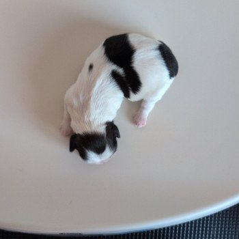 chiot Shih tzu Fauve et blanc 251223-F1 Élevage Des Pommes d'Amour