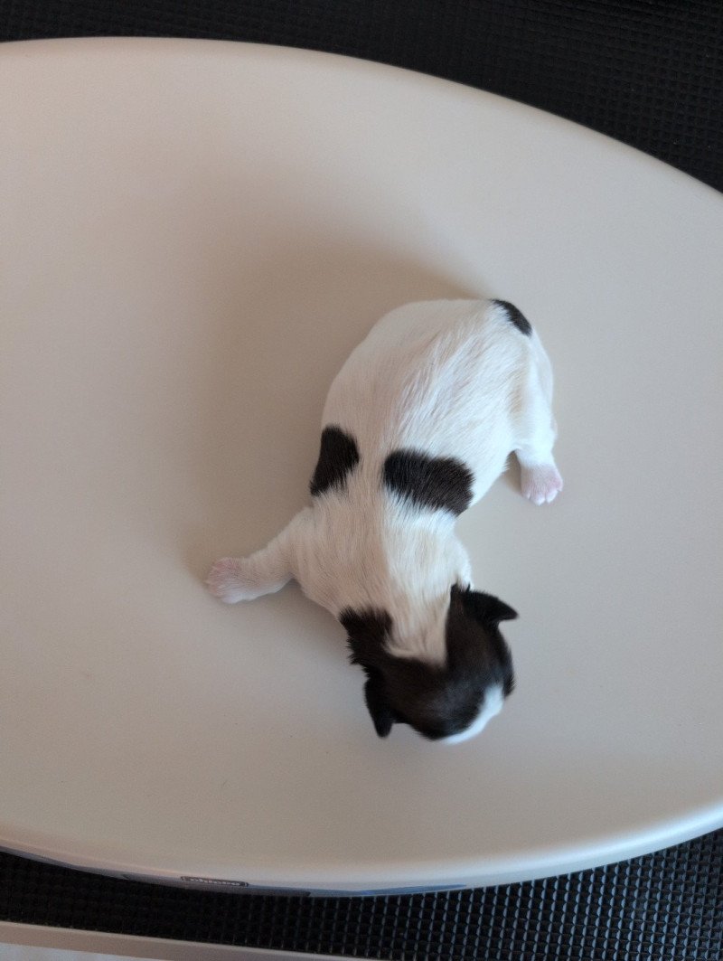 251223-F2 Femelle Shih tzu