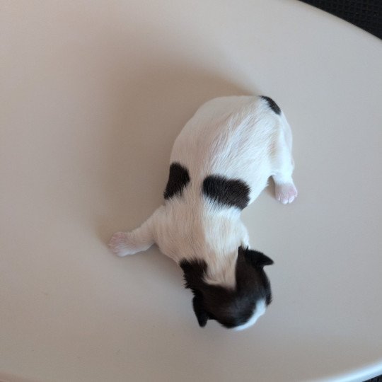 251223-F2 Femelle Shih tzu