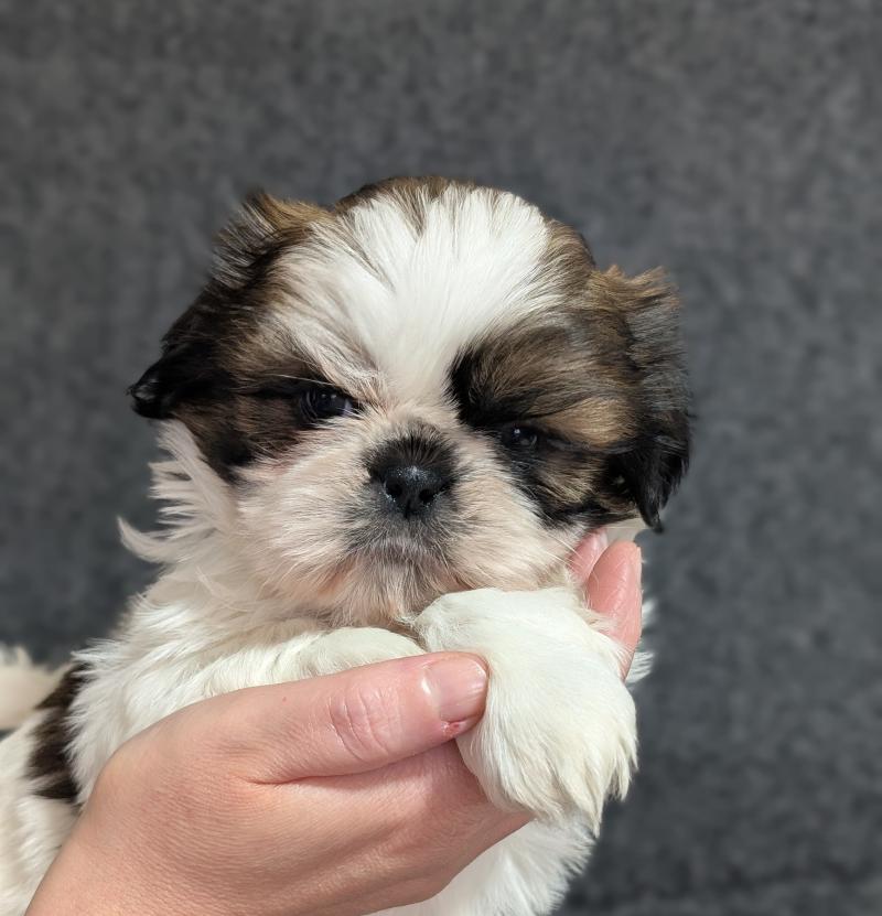 Awaïe Femelle Shih tzu