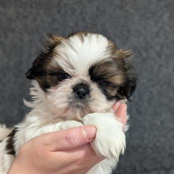 chien Shih tzu Fauve et blanc Awaïe Élevage Des Pommes d'Amour