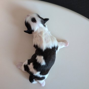 chiot Shih tzu Fauve et blanc 251223-M1 Élevage Des Pommes d'Amour