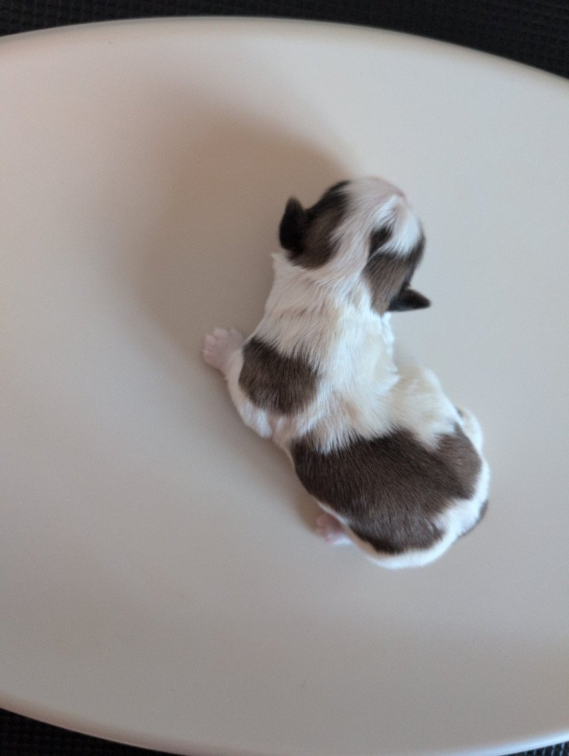 251223-M2 Mâle Shih tzu