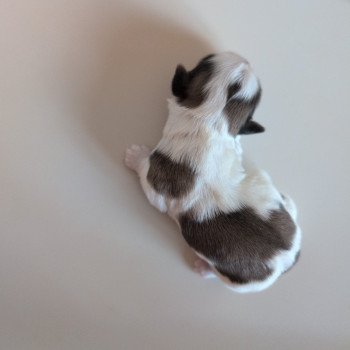 chiot Shih tzu Fauve et blanc 251223-M2 Élevage Des Pommes d'Amour