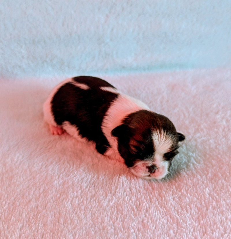 251226-F3 Femelle Shih tzu