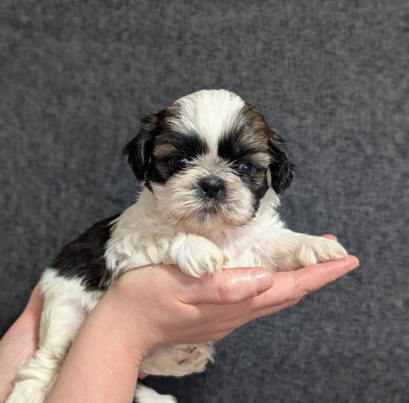 251226-M2 Mâle Shih tzu