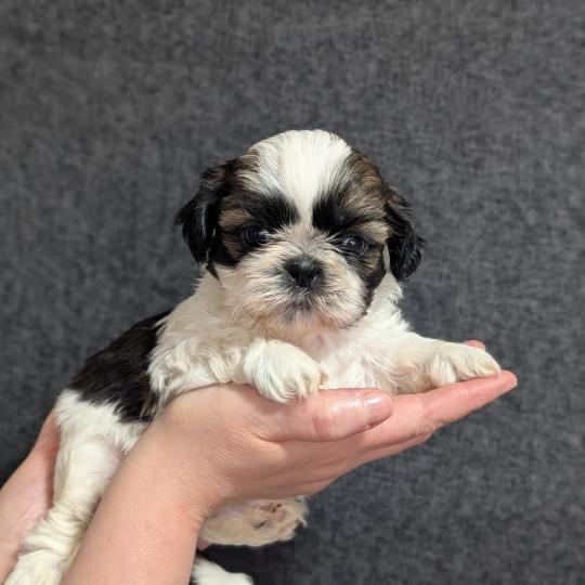 251226-M2 Mâle Shih tzu