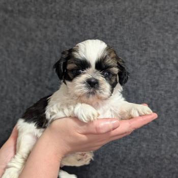 chiot Shih tzu Fauve et blanc 251226-M2 Élevage Des Pommes d'Amour