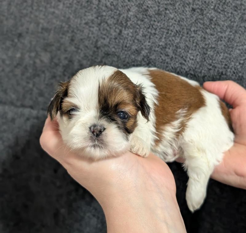 260107-F1 Femelle Shih tzu