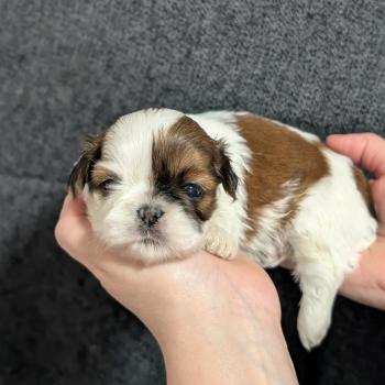 chiot Shih tzu Fauve et blanc 260107-F1 Élevage Des Pommes d'Amour