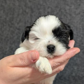 chiot Shih tzu Noir et blanc 260107-M1 Élevage Des Pommes d'Amour