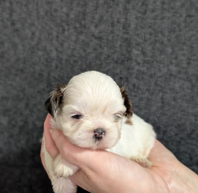260107-M2 Mâle Shih tzu
