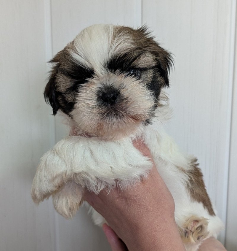 ALOHA DES POMMES D'AMOUR Femelle Shih tzu