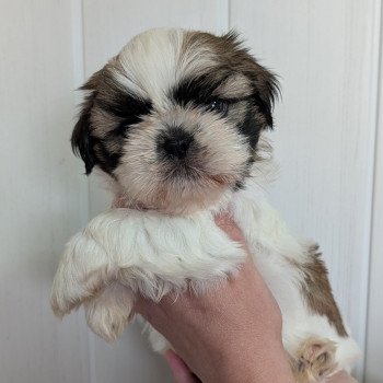 chien Shih tzu Fau. Cha. Pan. Bla ALOHA DES POMMES D'AMOUR Élevage Des Pommes d'Amour