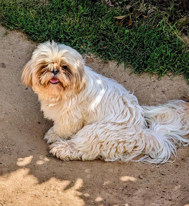 ATCHOUM Mâle Shih tzu