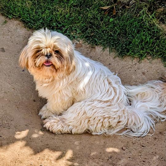ATCHOUM Mâle Shih tzu
