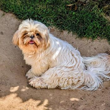 chien Shih tzu Fau. Cha. Ble. Pan.Lim. Bla. ATCHOUM Élevage Des Pommes d'Amour