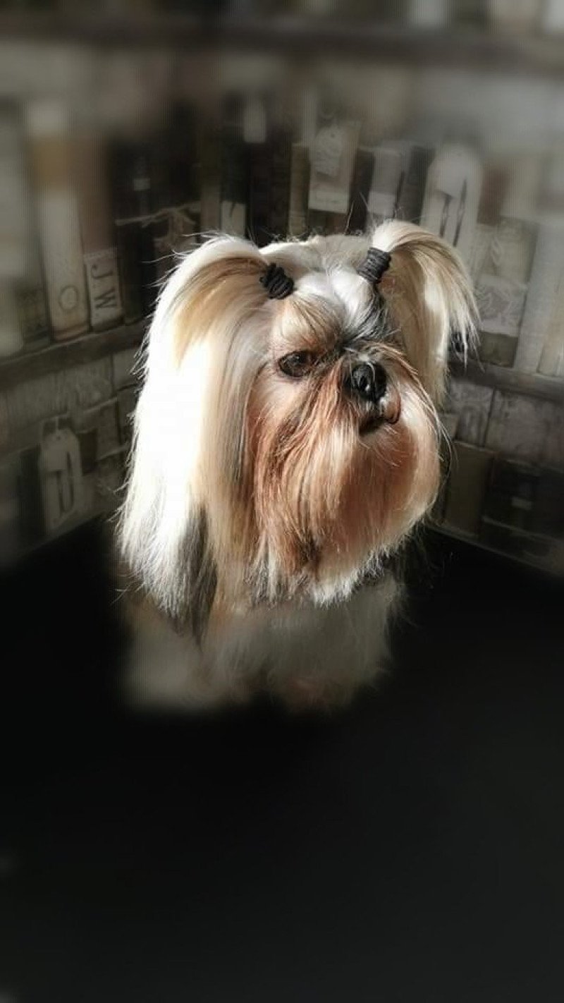 NOUGAT Mâle Shih tzu