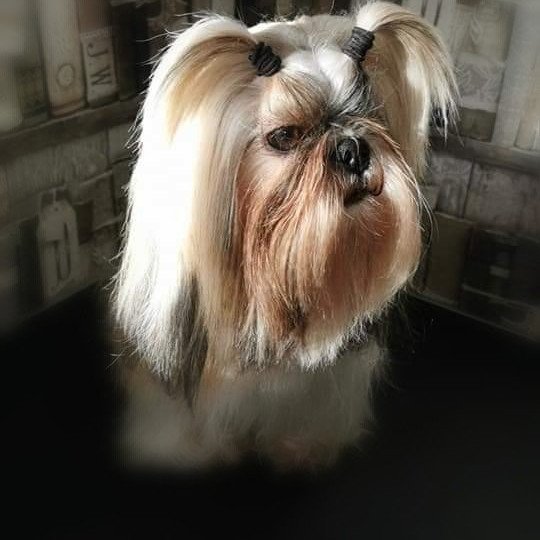 NOUGAT Mâle Shih tzu