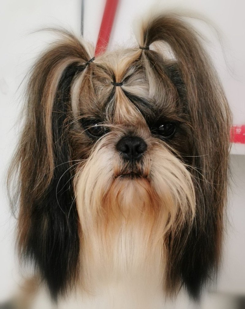 TWILIGHT Mâle Shih tzu