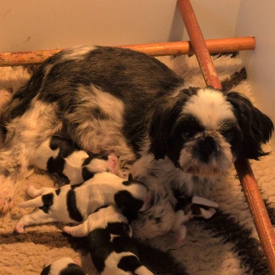 ULRIKA Femelle Shih tzu