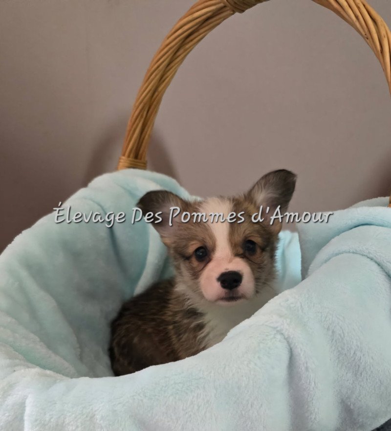 AYDEE Femelle Welsh corgi pembroke