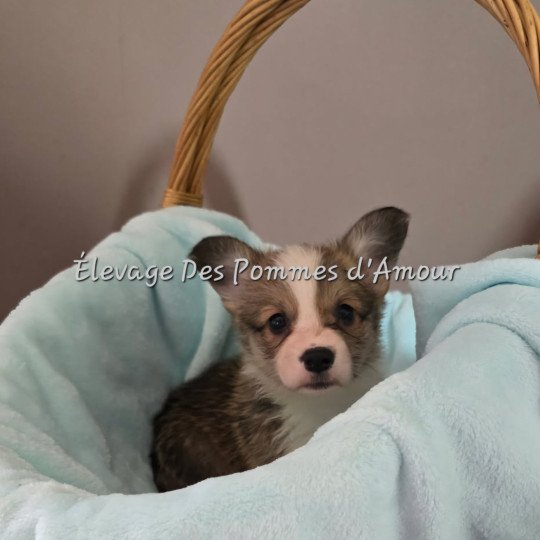 AYDEE Femelle Welsh corgi pembroke