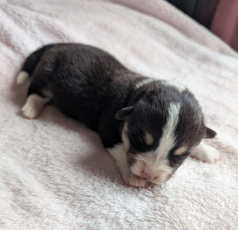Simone Femelle Welsh corgi pembroke
