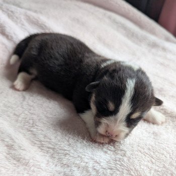 chiot Welsh corgi pembroke Tricolore 250929-F1 Élevage Des Pommes d'Amour