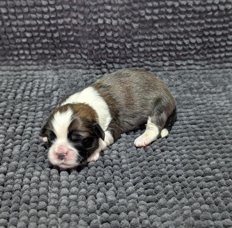 260126-F1 Femelle Welsh corgi pembroke